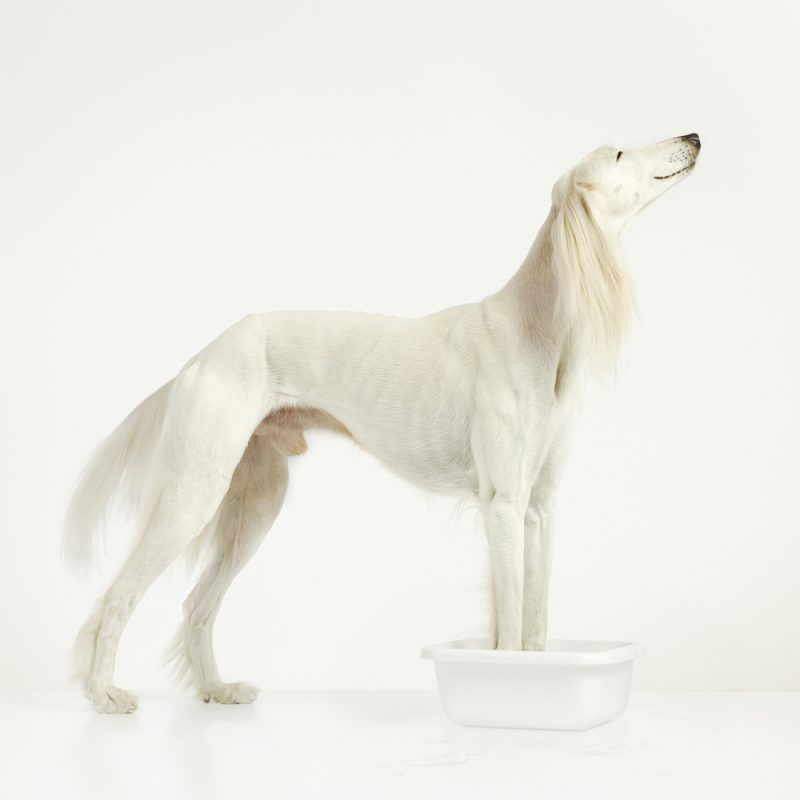 Saluki gazelle hound white studio