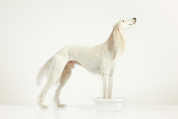 white; dog; saluki; studio; amsterdam; the netherlands, hond, afgaan