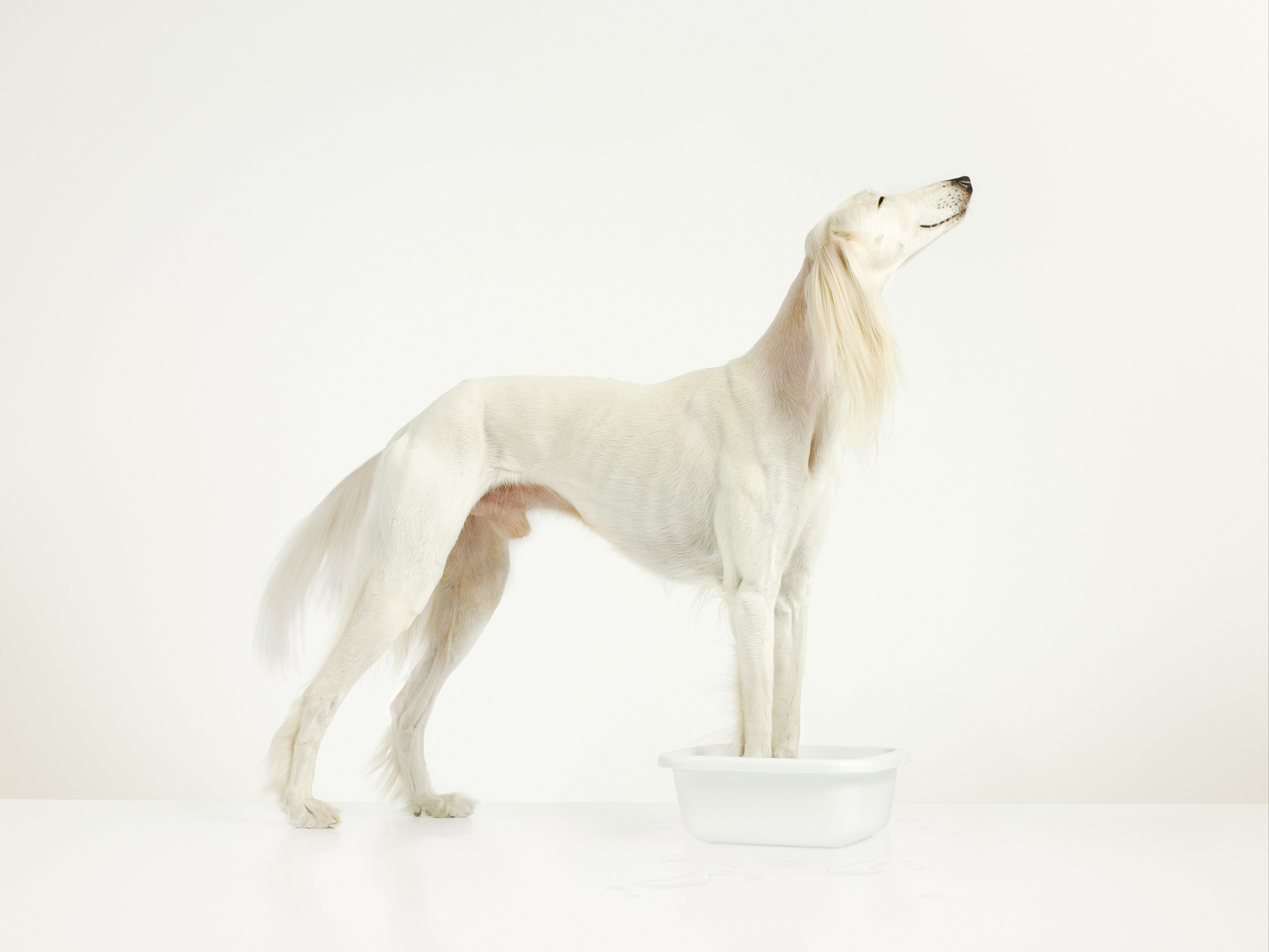 white; dog; saluki; studio; amsterdam; the netherlands, hond, afgaan