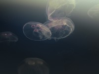 Moon jelly vancouver sea aquarium BC