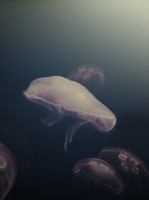 Moon jelly vancouver sea aquarium BC